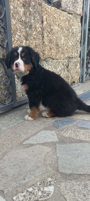 Bouvier Bernois com Pedigree