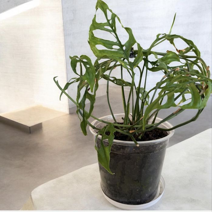 Monstera obliqua PERU - najbardziej dziurawa odmiana