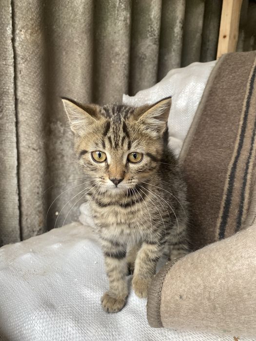 Весловухі коти безкоштовно