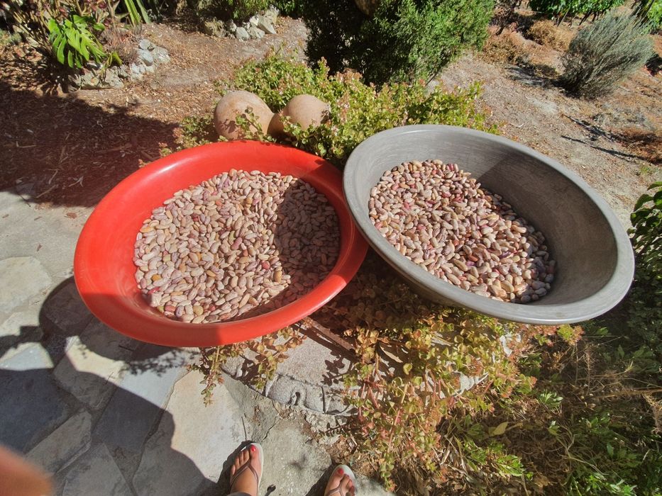 Feijao seco vendido ao kg