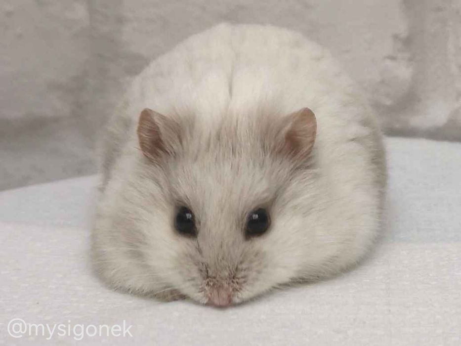 Chomiki Campbella z rodowodem