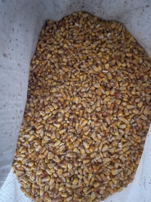 Продам кукурудзу
