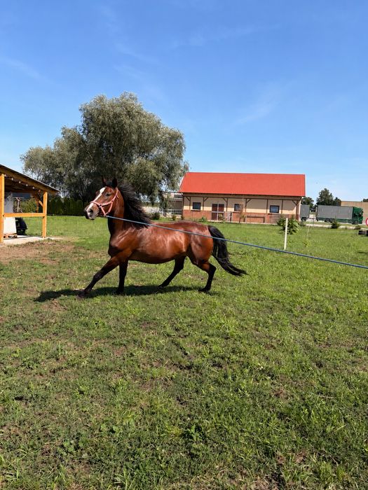 Klacz Wielkopolska
