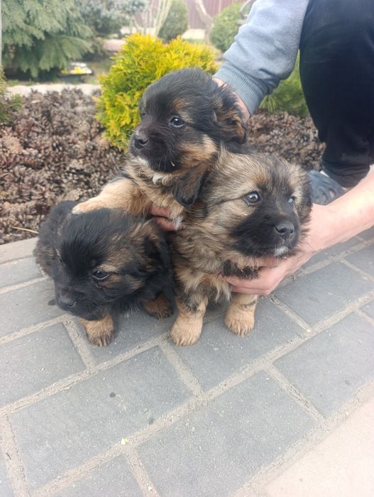 Цуценята Пікінеса