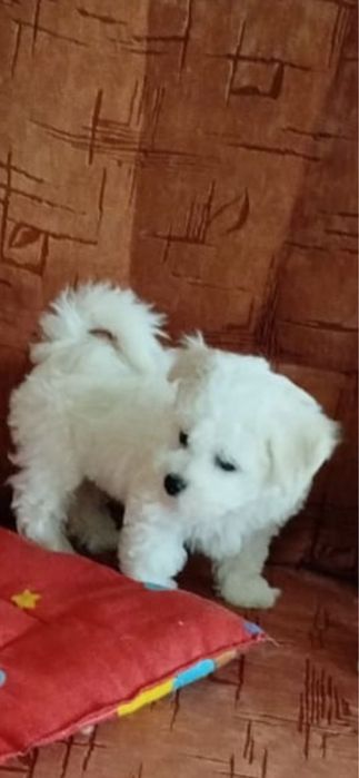 Бішон фрізе КСУ-FCI