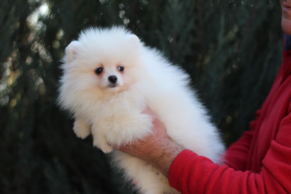 Беленькая куколка померанский шпиц