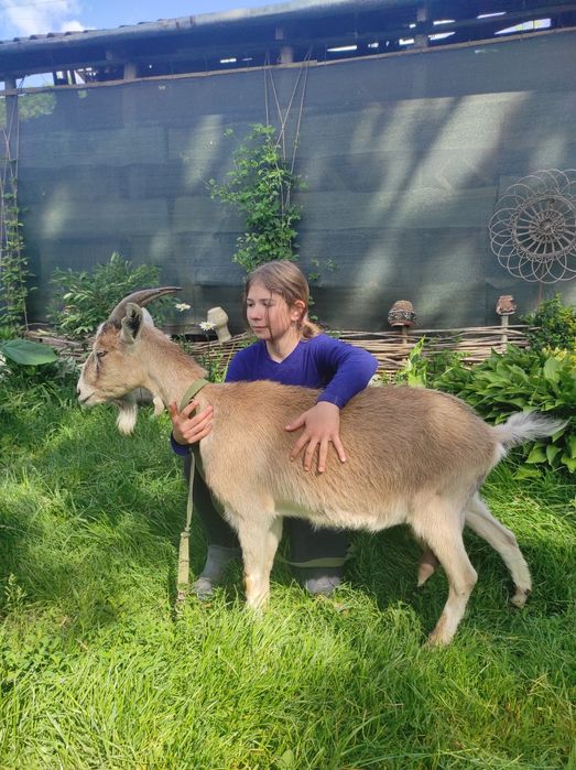 Продається коза молочної лініїї