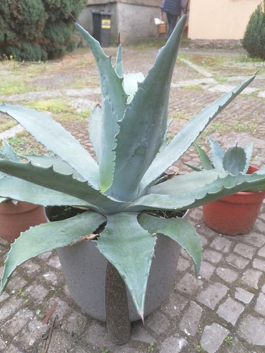 Agawa donica 5 L duża