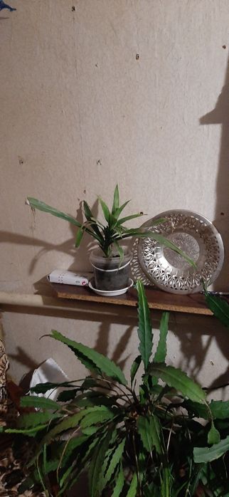 Продам лимони ,вазони