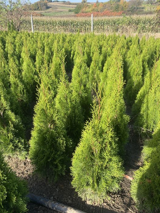 Tuja Szmaragd 90-100 PROSUCENT ‼️ Dostawa