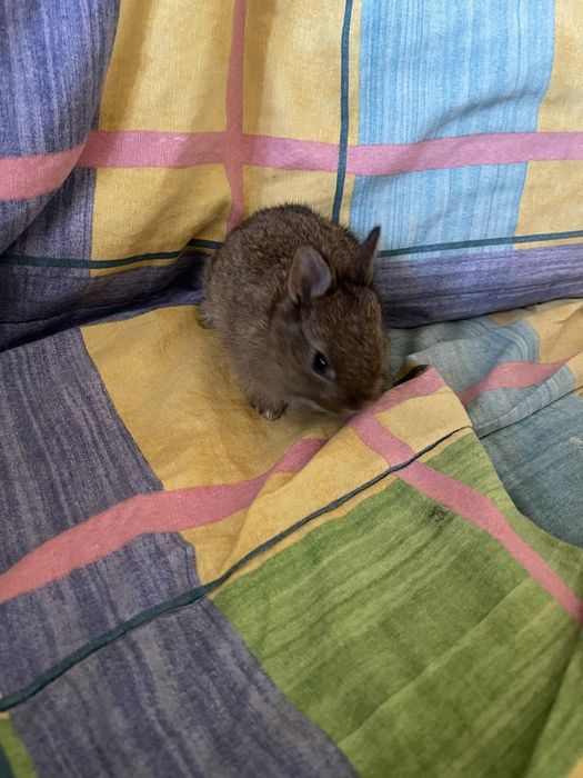 Coelhos anoes bebes
