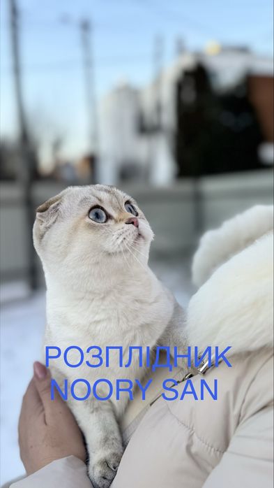 Котик шукає люблячих батьків