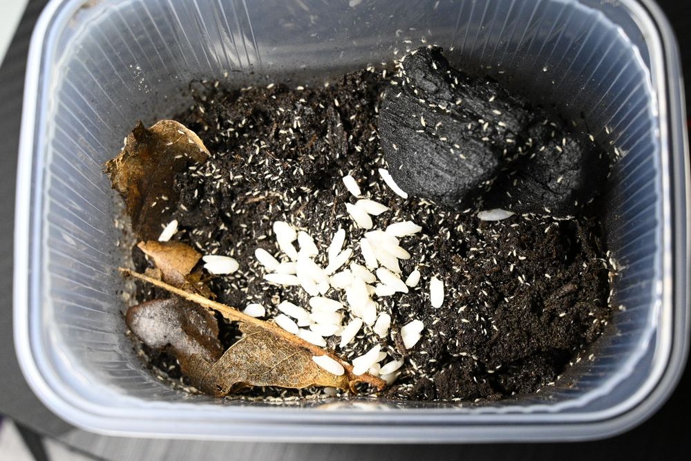 Skoczogonki || Ekipa Sprzątająca Terrarium