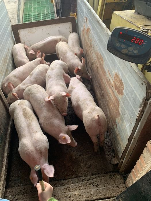 Sprzedam loszki danbred x landrace z francji