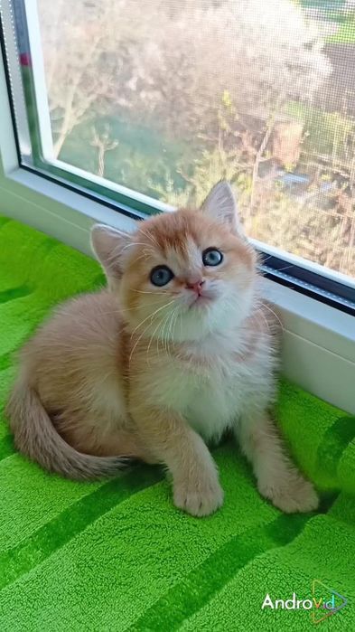 Два прямоухих котика золотые шиншиллы