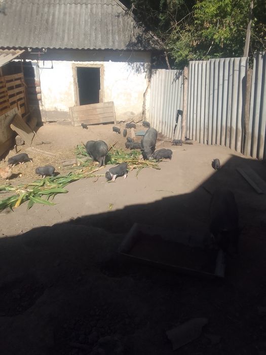 Вєтнамські поросята