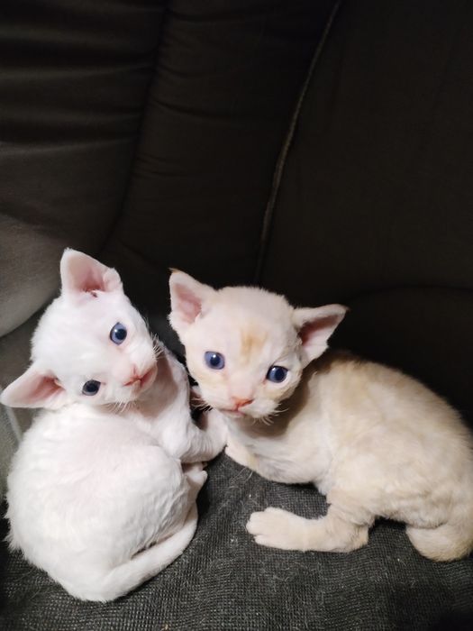 Девон Рекс хлопчик