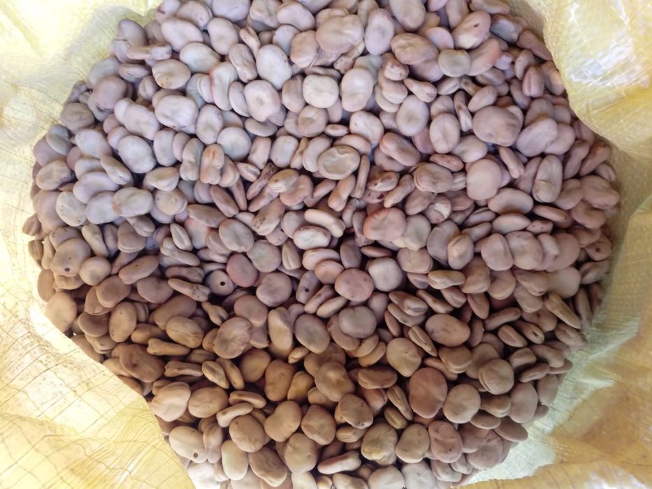 Bób     Dragon 10 kg