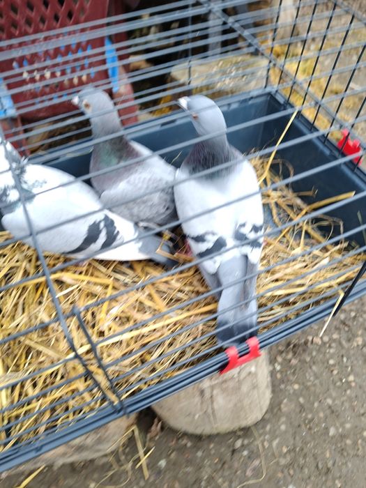 Sprzedam głębię stare