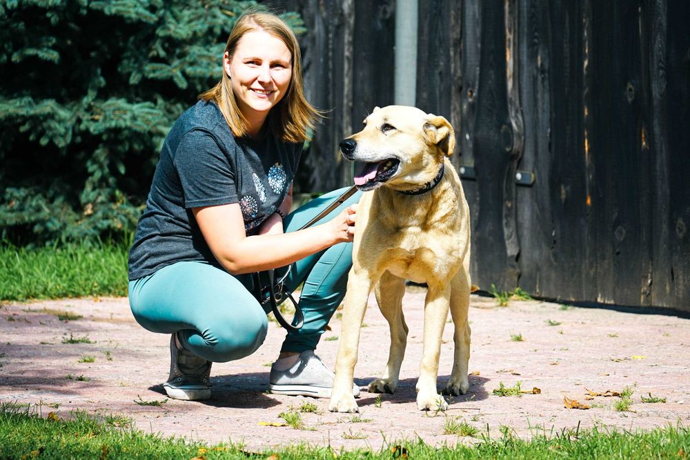 IDEAŁ - piękny psiak w typie labradora