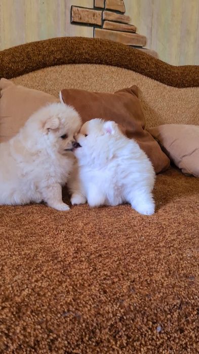 Малыши Шпицы Померанские