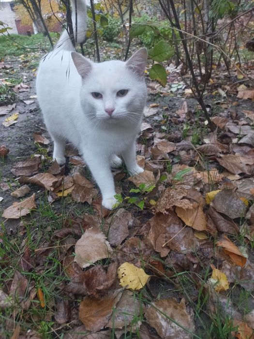 Сніжок шукає родину