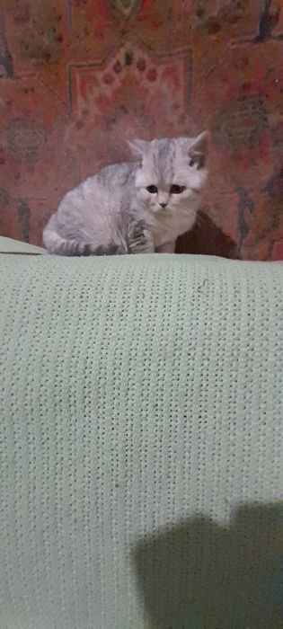 Британские котики.