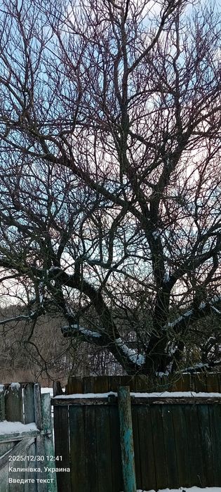 Отдам бесплатно.