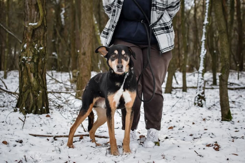 Od szczeniaka w schronisku... Czy uśmiechnie się do niego szczęście?