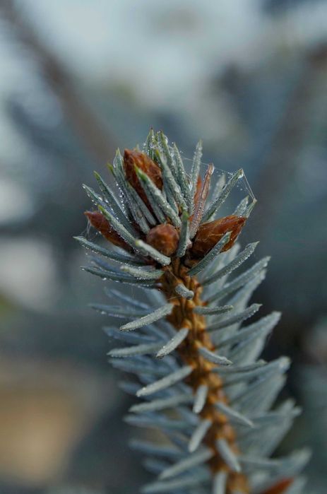 Obiektyw M42 - INDUSTAR 61L/Z MC 1:2.8 / 50