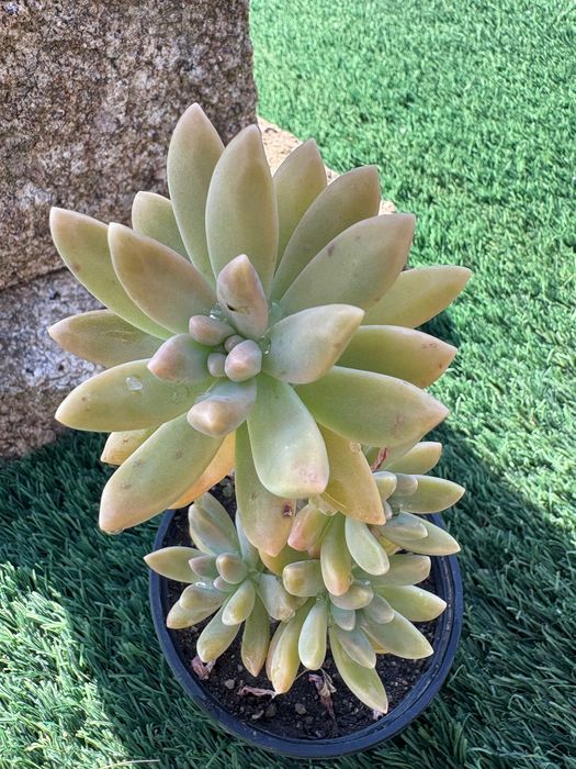 Suculentas Graptosedums  1€