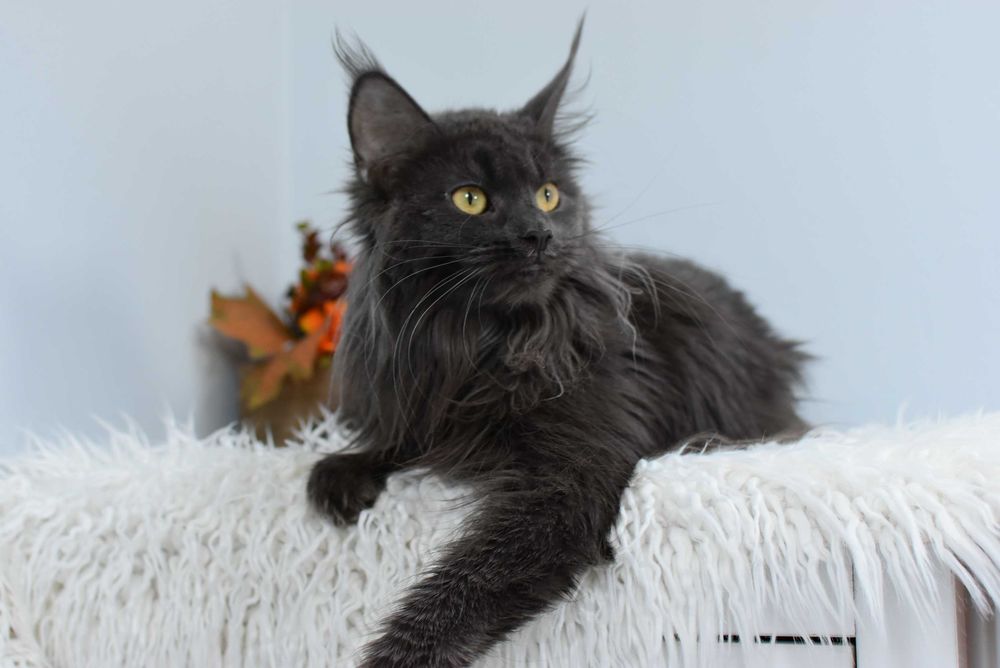 Do Adopcji Kotka Maine Coon /Rodowód FPL