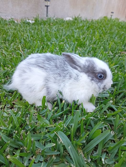 coelhos anões várias raças