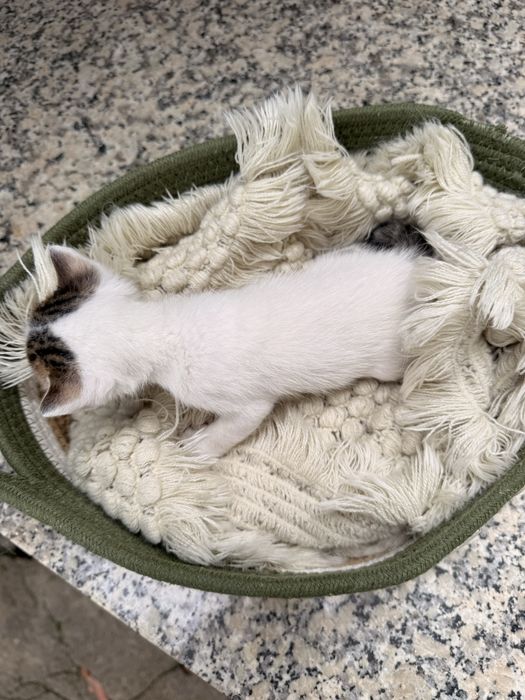 Gatinhos bebes para adocao responsavel