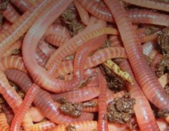 Dżdżownice do kompostu
