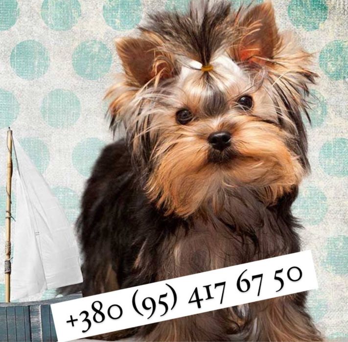 Йоркшерский терьер щенки