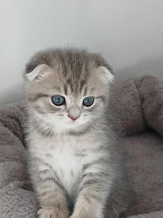 Scottish Fold Macho