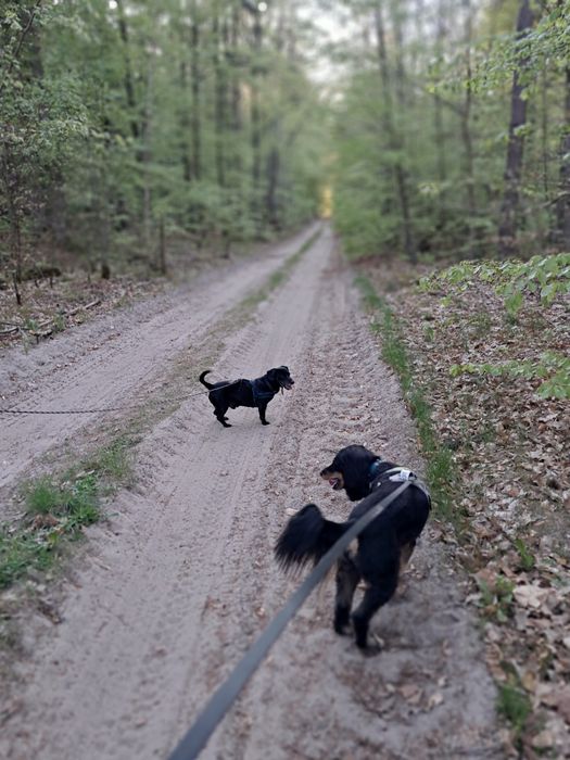 Hotel dla psów I innych futrzaczków