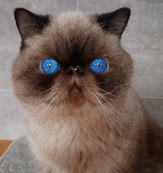 Kocurek, mrucząca przylepa!