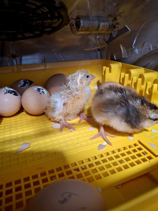 Vendo pintos e frangos brama jersey e cefosa