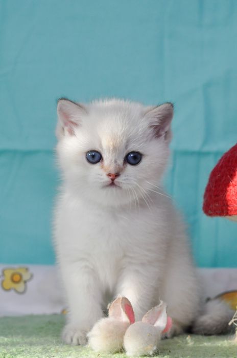 Британський кошеня хлопчик з блакитними очима