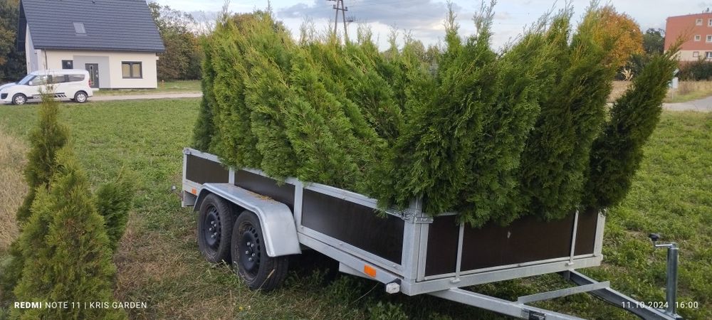 Tuja szmaragd  160-180 cm