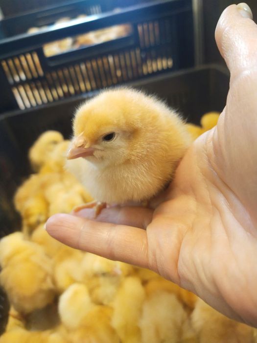 Цыплята мясояичных пород