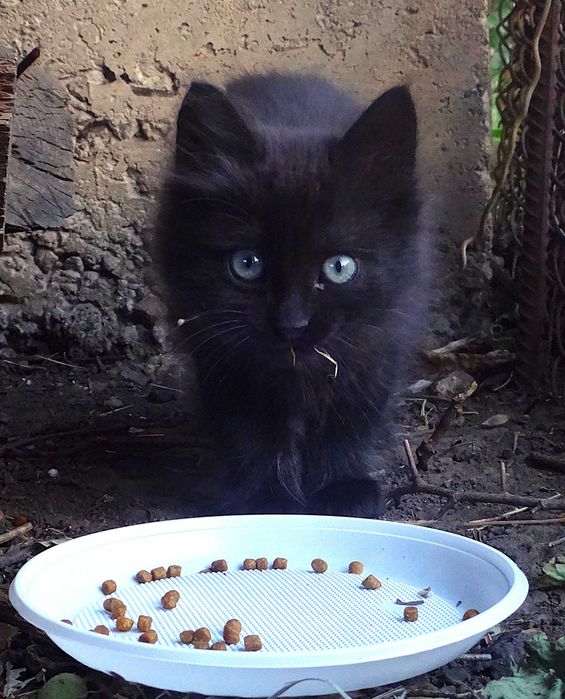 Отдам в хорошие руки котят!
