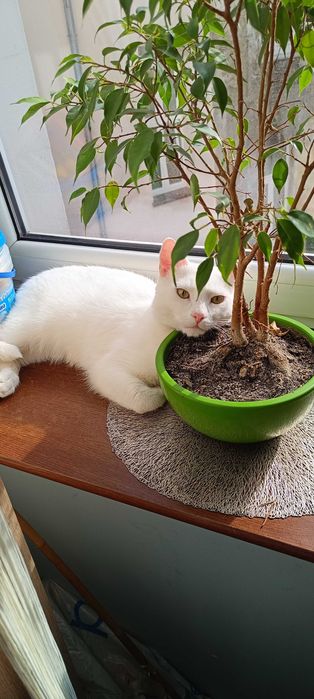 Oddam kota w dobre ręce