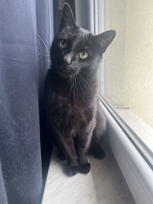 Oddam kota w dobre rece