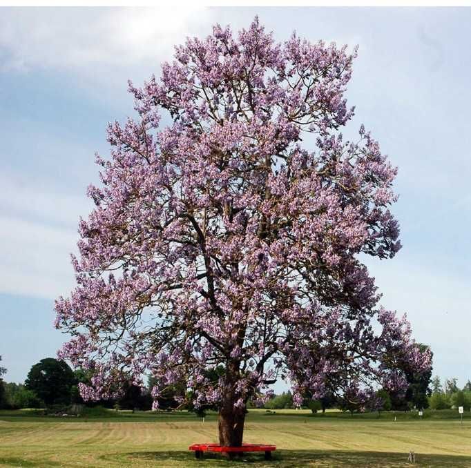 1, 2 m+Drzewo tlenowe, Oxygen three,Paulownia