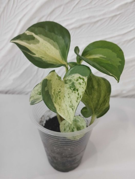 Епіпремнум Тайський клон