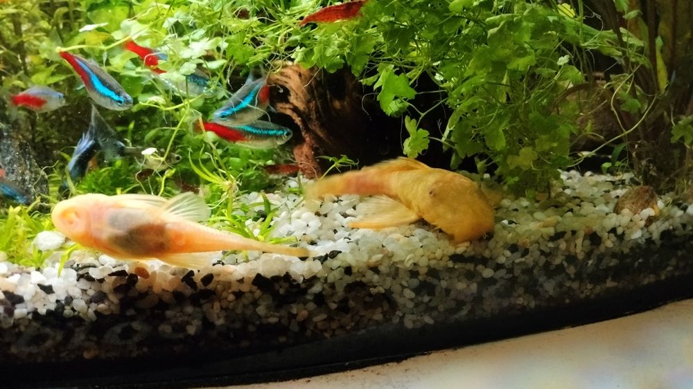 Zamienię zbrojniki (glonojady)