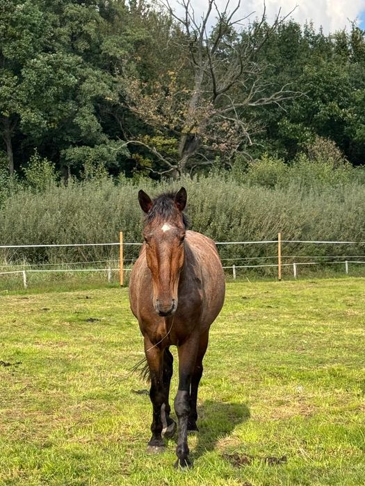 Piękny wałach na sprzedaż. Okazja